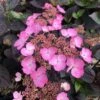 Hortensia Hybride - Hydrangea Daredevil -Fleurs & Plantes Soldes Boutique Hortensia hybride hydrangea daredevil copyright 15070 1
