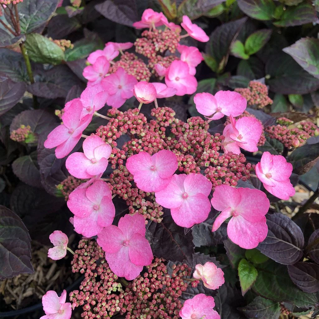 Hortensia Hybride - Hydrangea Daredevil 3 Hortensia Hybride - Hydrangea Daredevil