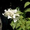 Hortensia - Hydrangea Paniculata White Moth -Fleurs & Plantes Soldes Boutique Hortensia paniculata White Moth 67816 1