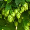 Houblon HOPS (Humulus) - Véritable Houblon De Brassage -Fleurs & Plantes Soldes Boutique Houblon HOPS Humulus Veritable houblon de brassage copyright 17596 1