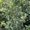 Houx - Ilex X Meserveae Heckenpracht 1 Houx - Ilex X Meserveae Heckenpracht -Fleurs & Plantes Soldes Boutique Houx Ilex x meserveae Heckenpracht V 1001281 1
