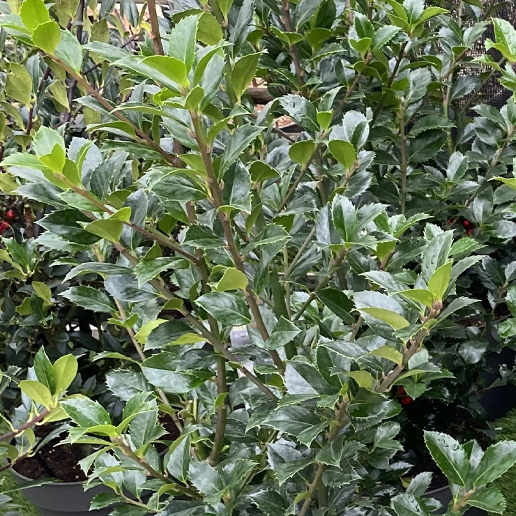 Houx - Ilex X Meserveae Heckenpracht 3 Houx - Ilex X Meserveae Heckenpracht