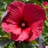 Hibiscus Moscheutos Rouge -Fleurs & Plantes Soldes Boutique Hubiscus moschetos rouge copyright 846041 1