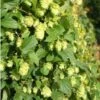 Humulus Lupulus Nordbrau - Houblon Femelle -Fleurs & Plantes Soldes Boutique Humulus lupulus Nordbrau 86447 1