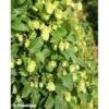 Houblon - Humulus Lupulus Prima Donna -Fleurs & Plantes Soldes Boutique Humulus lupulus Prima Donna 86224 1