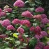Hortensia Arborescens Bella Anna 2 Hortensia Arborescens Bella Anna -Fleurs & Plantes Soldes Boutique Hydrangea Bella Anna 67833 2