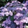 Hortensia - Hydrangea Serrata Vicomte De Kerlot -Fleurs & Plantes Soldes Boutique Hydrangea Vicomte de Kerlot IF 16670 1