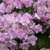 Hortensia - Hydrangea Macrophylla You And Me Forever 2 Hortensia - Hydrangea Macrophylla You And Me Forever -Fleurs & Plantes Soldes Boutique Hydrangea You Me Forever 78224 1