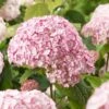 Hortensia Arborescens Candybelle® Bubblegum 2 Hortensia Arborescens Candybelle® Bubblegum -Fleurs & Plantes Soldes Boutique Hydrangea arborescens Candybelle Bubblegum 89524 1
