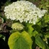 Hortensia Arborescens Golden Annabelle -Fleurs & Plantes Soldes Boutique Hydrangea arborescens Golden Annabelle 86250 1