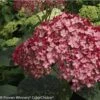 Hortensia Arborescens Ruby Annabelle 1 Hortensia Arborescens Ruby Annabelle -Fleurs & Plantes Soldes Boutique Hydrangea arborescens Invincibelle Ruby 83730 1