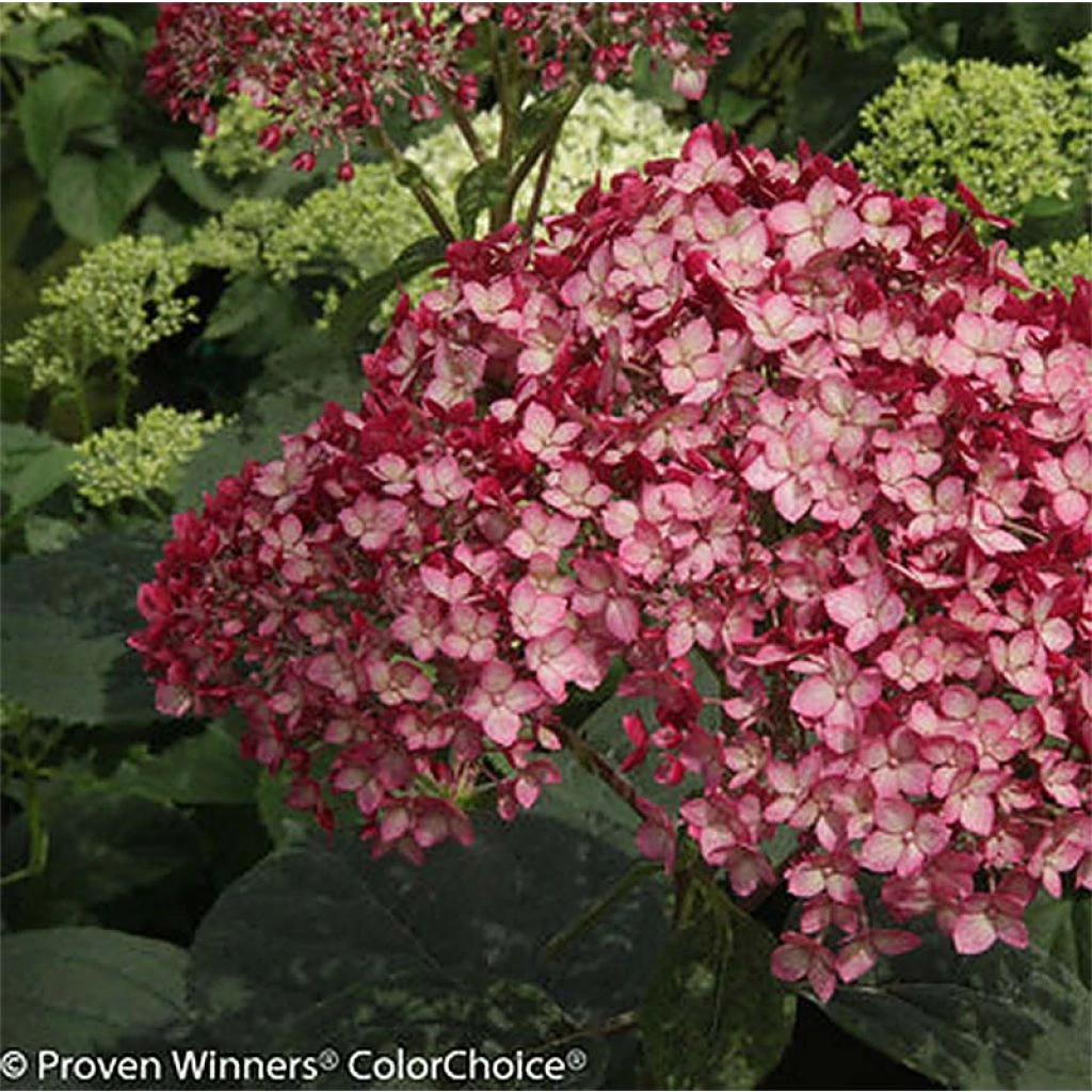 Hortensia Arborescens Ruby Annabelle 3 Hortensia Arborescens Ruby Annabelle