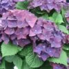 Hortensia - Hydrangea Macrophylla Deep Purple Dance (Music Collection) 1 Hortensia - Hydrangea Macrophylla Deep Purple Dance (Music Collection) -Fleurs & Plantes Soldes Boutique Hydrangea macro Deep Purple 0551002 1