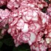 Hortensia - Hydrangea Macrophylla Miss Saori -Fleurs & Plantes Soldes Boutique Hydrangea macrophilla Miss Saori 78218 1