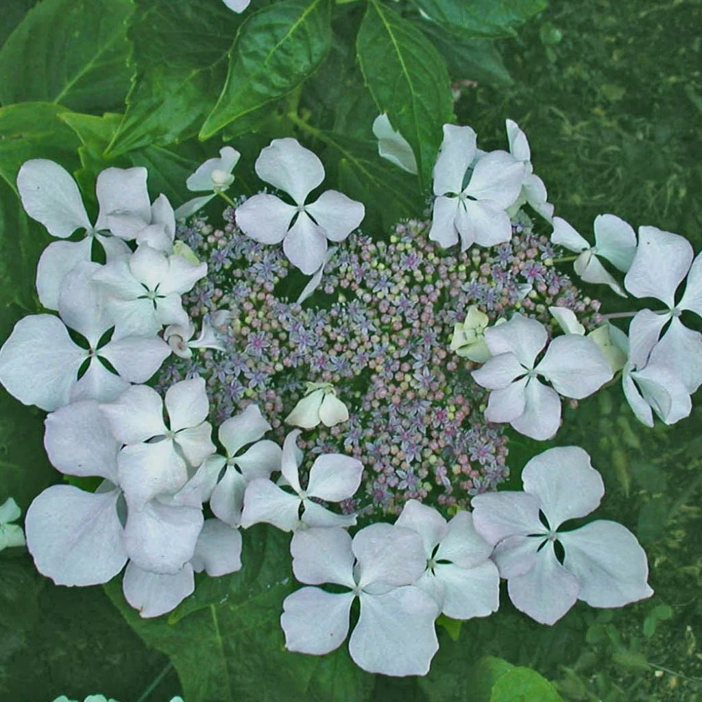 Hortensia - Hydrangea Macrophylla Beauté Vendômoise 3 Hortensia - Hydrangea Macrophylla Beauté Vendômoise