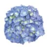 Hortensia - Hydrangea Macrophylla Bela 1 Hortensia - Hydrangea Macrophylla Bela -Fleurs & Plantes Soldes Boutique Hydrangea macrophylla Bela 82566 1