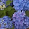 Hortensia - Hydrangea Macrophylla Benelux (bleu) 2 Hortensia - Hydrangea Macrophylla Benelux (bleu) -Fleurs & Plantes Soldes Boutique Hydrangea macrophylla Benelux bleu 85237 1