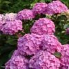 Hortensia - Hydrangea Macrophylla Benelux (rose) 1 Hortensia - Hydrangea Macrophylla Benelux (rose) -Fleurs & Plantes Soldes Boutique Hydrangea macrophylla Benelux rose 85238 1
