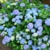 Hortensia - Hydrangea Macrophylla Blauer Prinz -Fleurs & Plantes Soldes Boutique Hydrangea macrophylla Blauer Prinz 100032 1