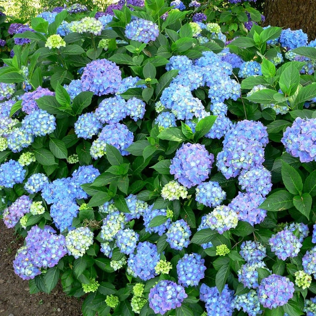 Hortensia - Hydrangea Macrophylla Blauer Prinz 3 Hortensia - Hydrangea Macrophylla Blauer Prinz
