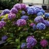 Hortensia - Hydrangea Macrophylla Blauer Zwerg 1 Hortensia - Hydrangea Macrophylla Blauer Zwerg -Fleurs & Plantes Soldes Boutique Hydrangea macrophylla Blauer Zwerg 88323 1
