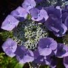 Hortensia - Hydrangea Macrophylla Blaumeise -Fleurs & Plantes Soldes Boutique Hydrangea macrophylla Blaumeise 85453 1 1