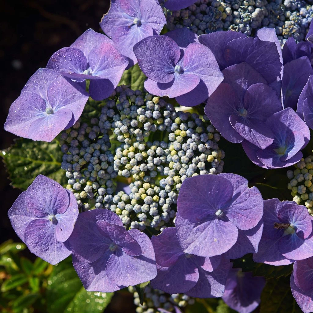 Hortensia - Hydrangea Macrophylla Blaumeise 3 Hortensia - Hydrangea Macrophylla Blaumeise