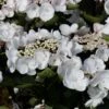 Hortensia - Hydrangea Macrophylla Choco Chic 1 Hortensia - Hydrangea Macrophylla Choco Chic -Fleurs & Plantes Soldes Boutique Hydrangea macrophylla Choco Chic 82565 1