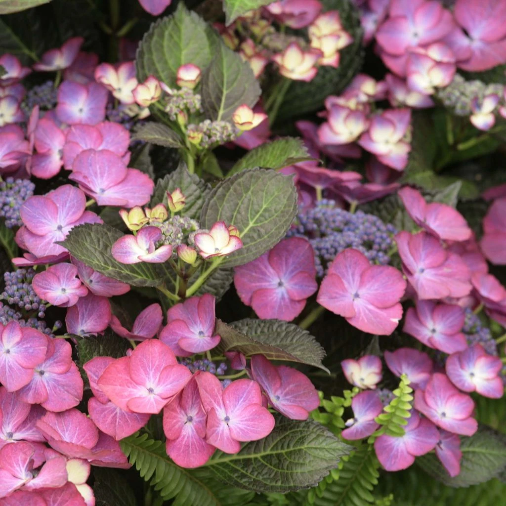 Hortensia - Hydrangea Macrophylla Dark Angel Purple (Black Diamonds) 3 Hortensia - Hydrangea Macrophylla Dark Angel Purple (Black Diamonds)