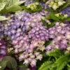 Hortensia - Hydrangea Macrophylla Double Dutch Blue -Fleurs & Plantes Soldes Boutique Hydrangea macrophylla Double Dutch Blue 83182 1