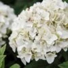Hortensia - Hydrangea Macrophylla Endless Summer The Bride 1 Hortensia - Hydrangea Macrophylla Endless Summer The Bride -Fleurs & Plantes Soldes Boutique Hydrangea macrophylla Endless Summer The Bride 85486 1 1
