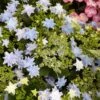 Hortensia - Hydrangea Macrophylla Fireworks Blue -Fleurs & Plantes Soldes Boutique Hydrangea macrophylla Fireworks Blue 83184 1