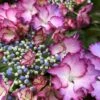 Hortensia - Hydrangea Macrophylla French Cancan -Fleurs & Plantes Soldes Boutique Hydrangea macrophylla French Cancan copyright 8257011 1