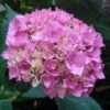 Hortensia - Hydrangea Macrophylla La Marne -Fleurs & Plantes Soldes Boutique Hydrangea macrophylla La Marne 85454 1 1