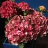 Hortensia - Hydrangea Macrophylla Magical Crimson 2 Hortensia - Hydrangea Macrophylla Magical Crimson -Fleurs & Plantes Soldes Boutique Hydrangea macrophylla Magical Crimson 81578 1