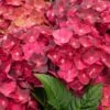 Hortensia - Hydrangea Macrophylla Magical Ruby Tuesday -Fleurs & Plantes Soldes Boutique Hydrangea macrophylla Magical Ruby Tuesday 81577 1