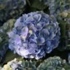 Hortensia Macrophylla Mathilde Gutges -Fleurs & Plantes Soldes Boutique Hydrangea macrophylla Mathilde Gutges 85455 1 1