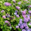 Hortensia - Hydrangea Macrophylla Nigra -Fleurs & Plantes Soldes Boutique Hydrangea macrophylla Nigra 85023 1