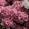 Hortensia - Hydrangea Macrophylla Red Ace -Fleurs & Plantes Soldes Boutique Hydrangea macrophylla Red Ace 83105 1