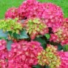 Hortensia - Hydrangea Macrophylla Red Reggae (Music Collection) 2 Hortensia - Hydrangea Macrophylla Red Reggae (Music Collection) -Fleurs & Plantes Soldes Boutique Hydrangea macrophylla Red Reggae Music Collection 85450 1 1