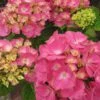 Hortensia - Hydrangea Macrophylla Rosita -Fleurs & Plantes Soldes Boutique Hydrangea macrophylla Rosita 82568 1