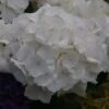 Hortensia - Hydrangea Macrophylla Schneeball 1 Hortensia - Hydrangea Macrophylla Schneeball -Fleurs & Plantes Soldes Boutique Hydrangea macrophylla Schneeball 82749 1