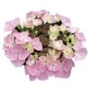 Hortensia - Hydrangea Macrophylla Messalina 2 Hortensia - Hydrangea Macrophylla Messalina -Fleurs & Plantes Soldes Boutique Hydrangea macrophylla Teller Messalina 82751 1