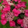 Hortensia Macrophylla Teller Red -Fleurs & Plantes Soldes Boutique Hydrangea macrophylla Teller Red copyright 1000552 1