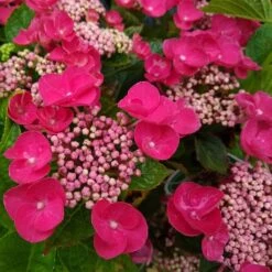 Hortensia Macrophylla Teller Red