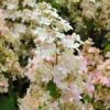 Hydrangea Paniculata Confetti - Hortensia Paniculé -Fleurs & Plantes Soldes Boutique Hydrangea paniculata Confetti copyright 17707 1