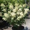 Hydrangea Paniculata Early Sensation - Hortensia Paniculé 2 Hydrangea Paniculata Early Sensation - Hortensia Paniculé -Fleurs & Plantes Soldes Boutique Hydrangea paniculata Early Sensation 7424 2