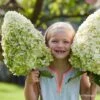 Hydrangea Paniculata Hercules - Hortensia Paniculé 2 Hydrangea Paniculata Hercules - Hortensia Paniculé -Fleurs & Plantes Soldes Boutique Hydrangea paniculata Hercules 89528 1