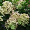 Hydrangea Paniculata Pastelgreen - Hortensia Paniculé -Fleurs & Plantes Soldes Boutique Hydrangea paniculata Pastelgreen 82575 1