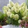 Hydrangea Paniculata Skyfall - Hortensia Paniculé -Fleurs & Plantes Soldes Boutique Hydrangea paniculata Skyfall 87389 1
